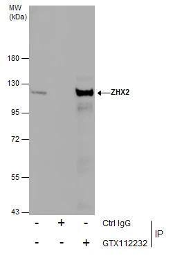 ZHX2 Antibody - BSA Free