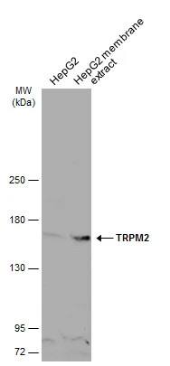 TRPM2 Antibody