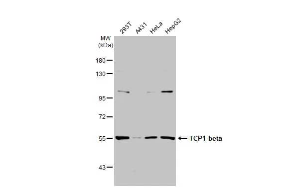 TCP1-beta Antibody