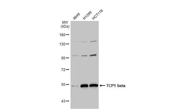 TCP1-beta Antibody