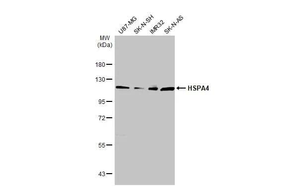 HspA4 Antibody - BSA Free