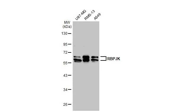 csl/RBPJK Antibody