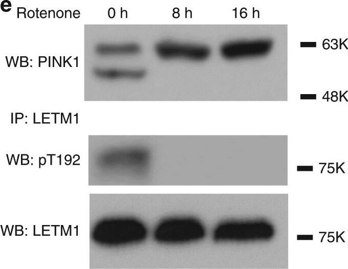 LETM1 Antibody