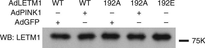 LETM1 Antibody