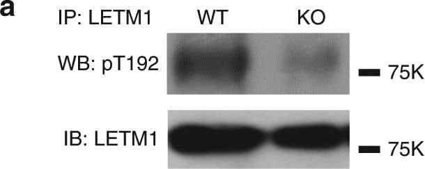 LETM1 Antibody