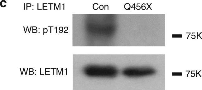LETM1 Antibody