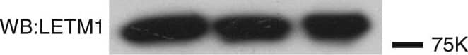 LETM1 Antibody