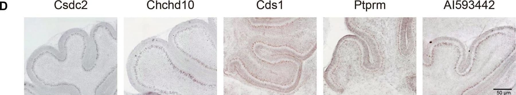 CDS1 Antibody - BSA Free