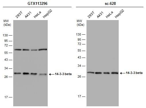 14-3-3 beta/alpha Antibody - BSA Free
