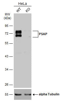 PSAP Antibody