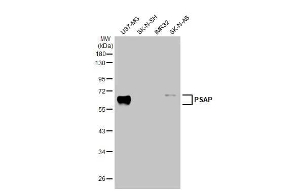 PSAP Antibody