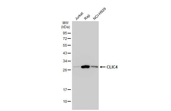 CLIC4 Antibody