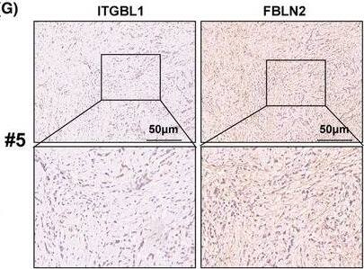 Fibulin 2 Antibody - BSA Free