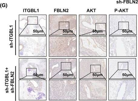 Fibulin 2 Antibody - BSA Free