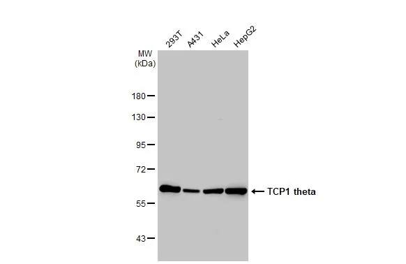 CCT8 Antibody