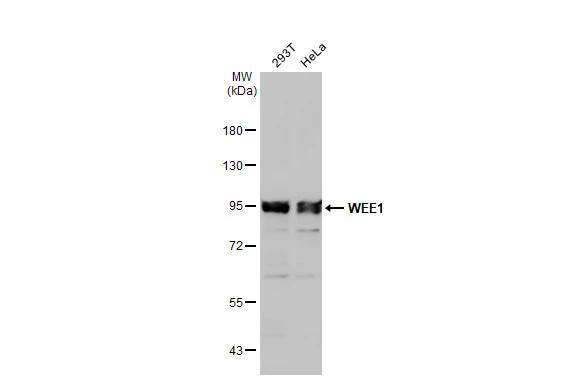 Wee1 Antibody - BSA Free