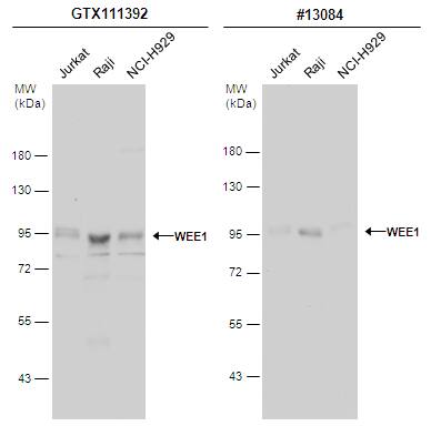Wee1 Antibody - BSA Free