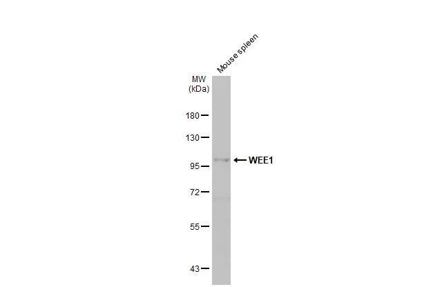 Wee1 Antibody - BSA Free