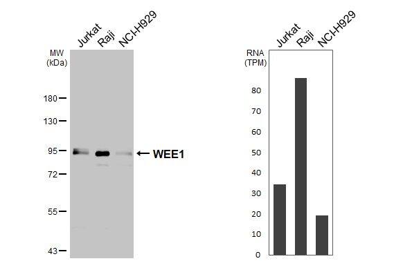 Wee1 Antibody - BSA Free