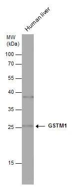 Glutathione S-Transferase mu 1/GSTM1 Antibody - BSA Free