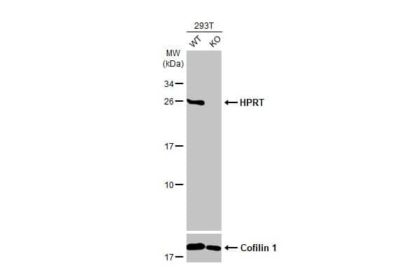 HPRT Antibody