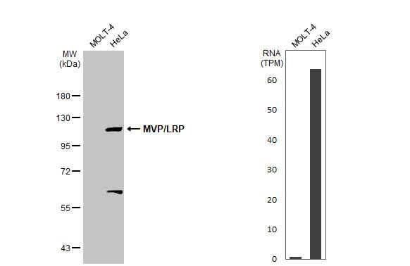 MVP Antibody - BSA Free