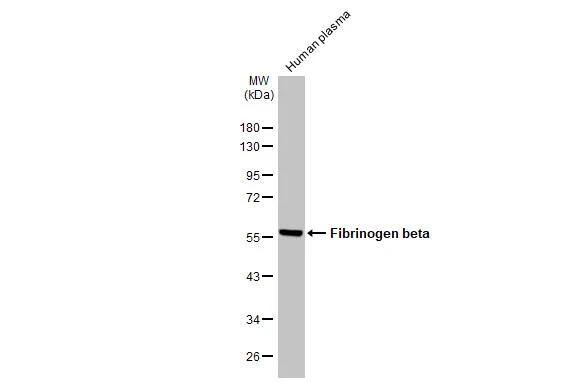 Fibrinogen beta chain Antibody - BSA Free