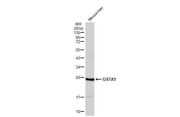 GSTA1 Antibody