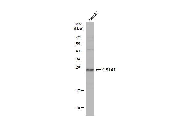 GSTA1 Antibody - BSA Free