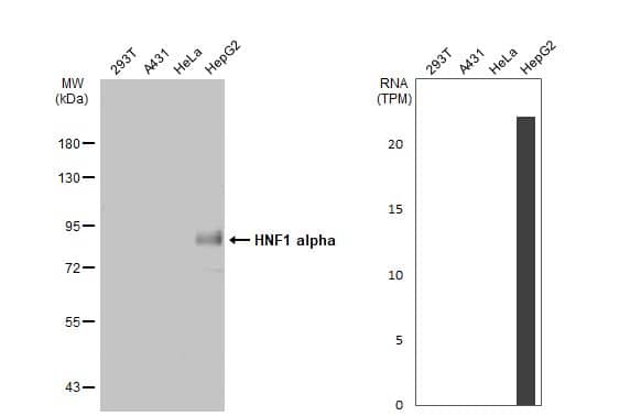 HNF1 Antibody