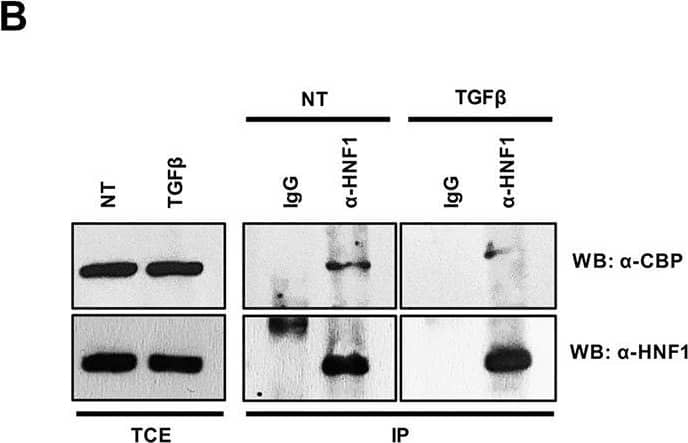 HNF1 Antibody