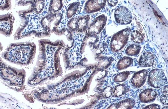HNF1 Antibody