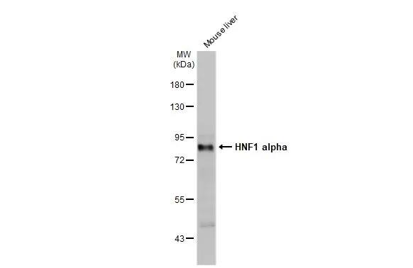 HNF1 Antibody