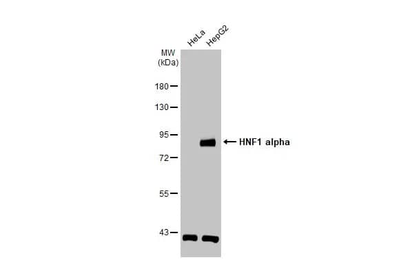 HNF1 Antibody
