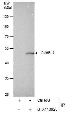 RUVBL2 Antibody - BSA Free