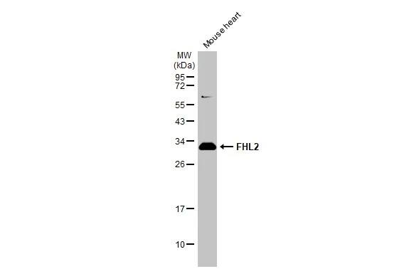 FHL2 Antibody