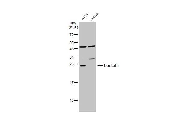 Loricrin Antibody