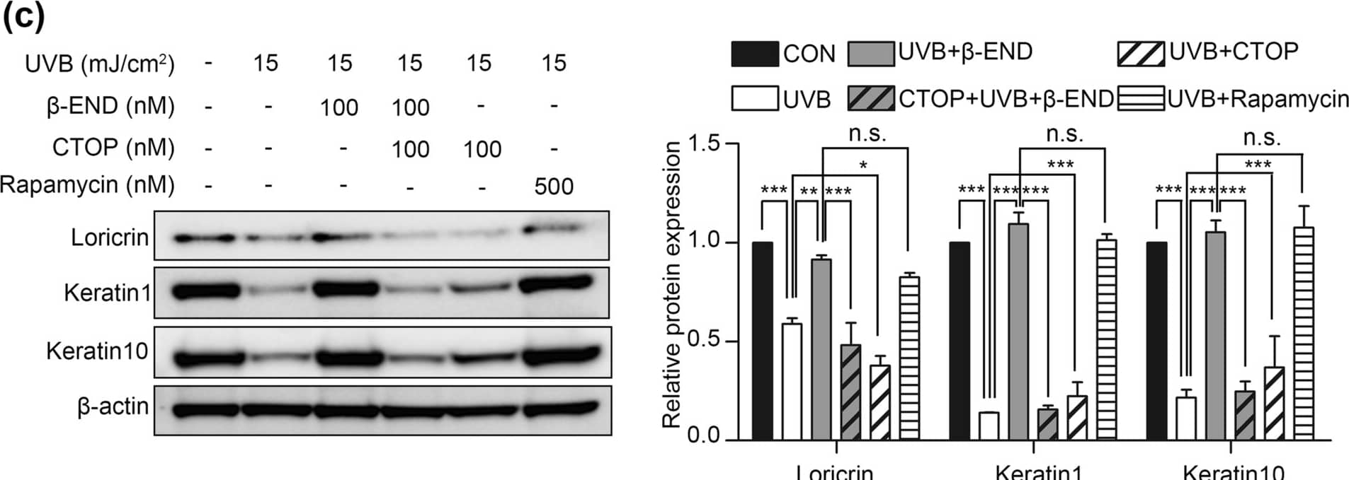 Loricrin Antibody