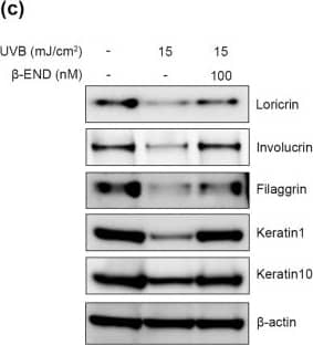 Loricrin Antibody