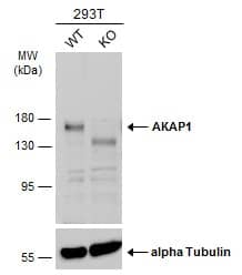 AKAP1 Antibody