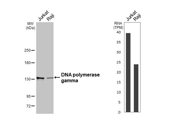 DNA Polymerase gamma Antibody - BSA Free