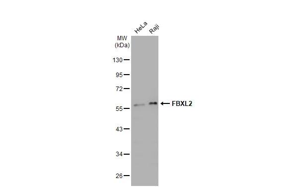 FBXL2 Antibody