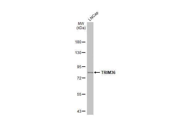 RNF98 Antibody - BSA Free