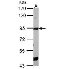 ELMO1 Antibody ELMO1 Antibody