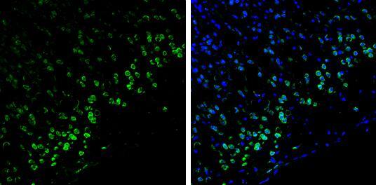 Syntenin 1 Antibody - BSA Free