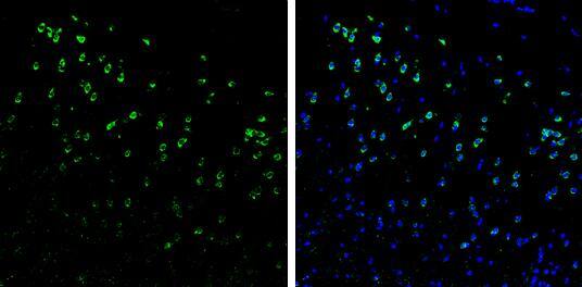 Syntenin 1 Antibody - BSA Free