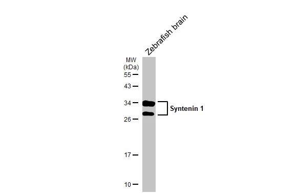 Syntenin 1 Antibody - BSA Free