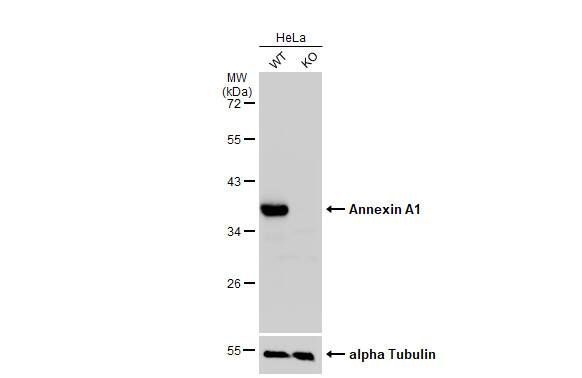 Annexin A1 Antibody