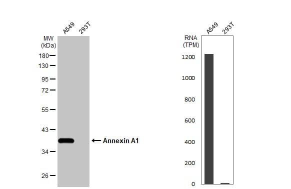 Annexin A1 Antibody