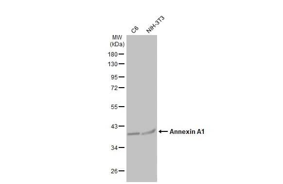 Annexin A1 Antibody